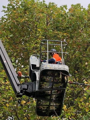 Chef élagueur pour Vilogia Wattrelos
