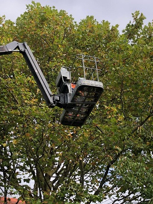 Élagage professionnel des arbres à Roubaix - PIEVK