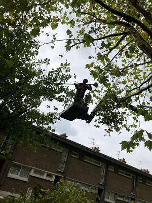 Travail en hauteur sécurisé - Élagage Nord 59