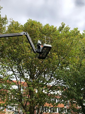 Élagage et entretien des arbustes en hauteur à Wattrelos pour Vilogia