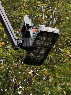 Taille des haies et arbustes à Roubaix - PIEVK