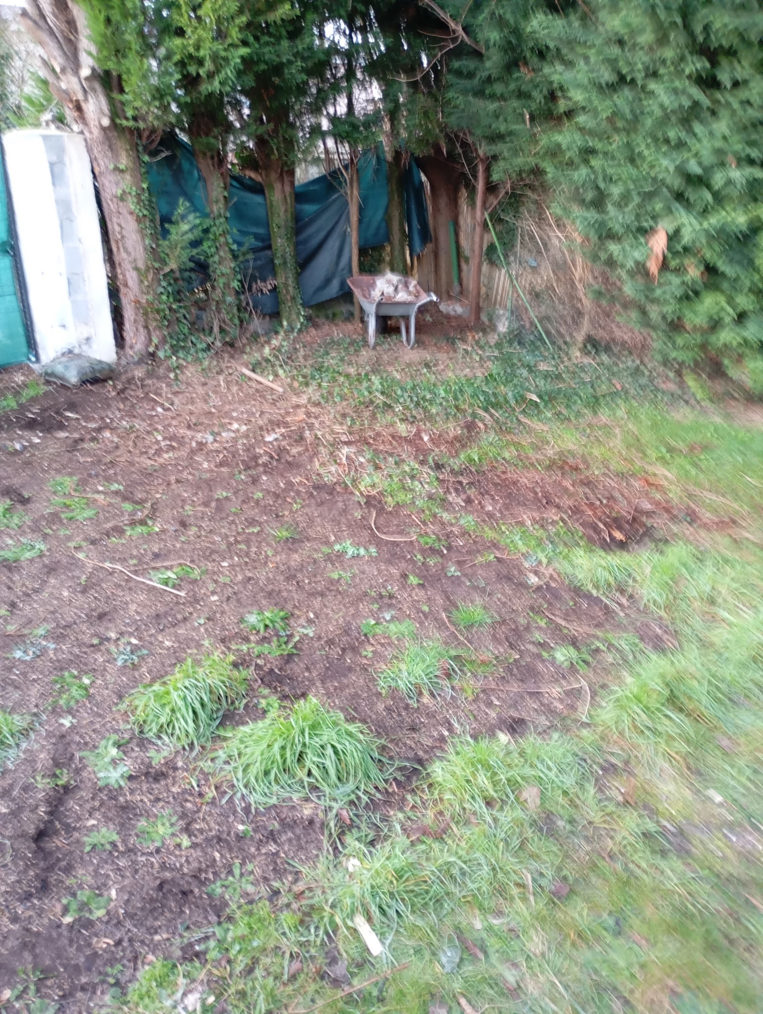 Avant taille haie Nord 59