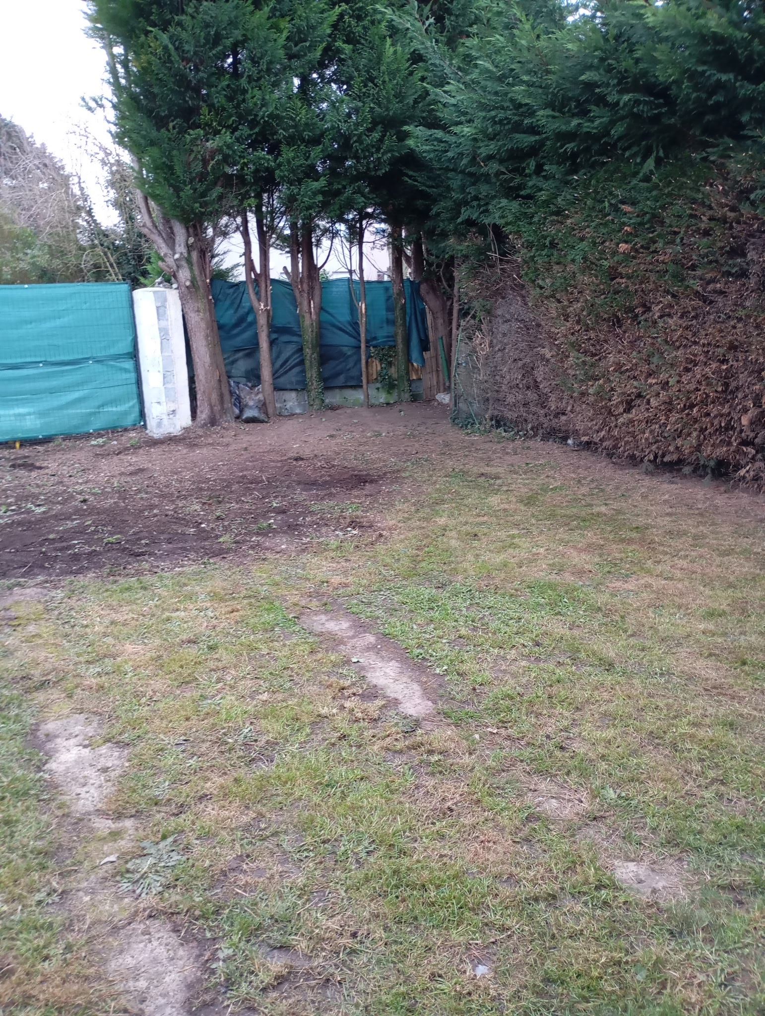 Après taille haie Pas-de-Calais 62