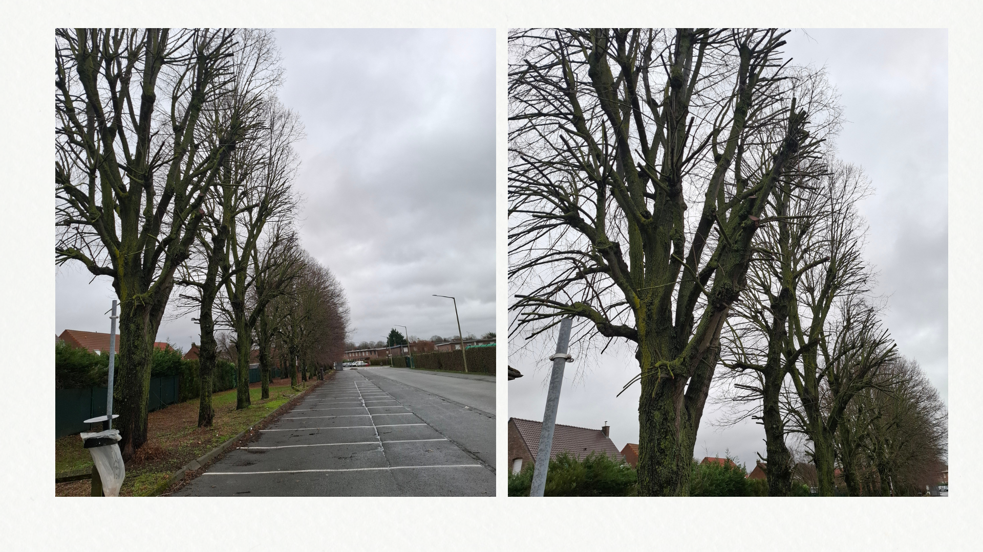 Elagage pour Vilogia Wattrelos